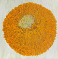 Gold Zinnia